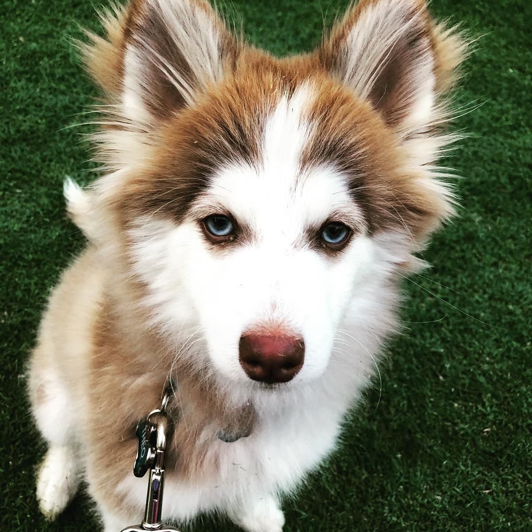Get your Pomsky Puppy from a professional breeder you can trust.