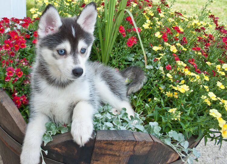 Professional breeders offer the best Pomsky Puppies